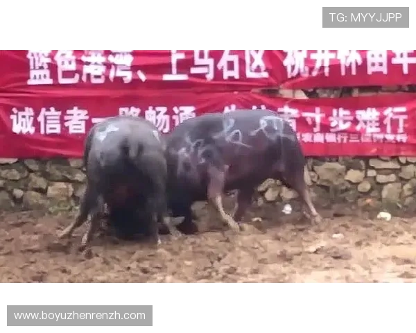 全面整理真人斗牛网址大全资源帮助玩家快速找到正规靠谱的真人斗牛线上平台享受公平公正的游戏环境